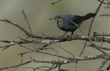 BLUE ROCK THRUSH FEMALE