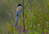 IBERIAN MAGPIE