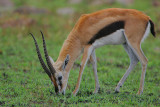 Thomsons Gazelle buck grazing