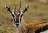 Thomsons Gazelle doe