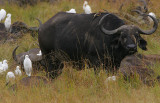 African Buffalo herd, close-up of a bull in his prime