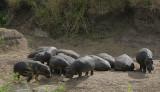 Hippo herd out of water