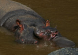 Hippo  mum & baby