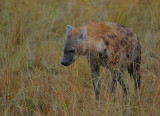 Spotted Hyaena