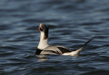 Drake Long-tailed Duck