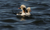 Drake Long-tailed Ducks