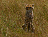 Cheetah cub with corneal opacities
