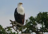 African Fish Eagle (Haliaeetus vocifer) -adult roosting with a full crop