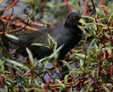 Black Crake (Amaurornis flavirostris) calling