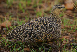 Yellow-throated Sandgrouse (Pterocles gutturalis) Female