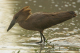 Hamerkop (Scopus umbretta) fishing  @ dawn