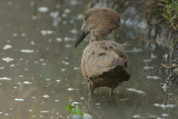 Hamerkop (Scopus umbretta) fishing  @ dawn