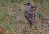 Spotted Thick-Knee (Burhinus capensis)