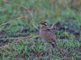 Temmincks Courser (Cursorius temminckii)