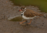 Three-banded Plover (Charadrius tricollaris)