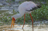 Yellow-billed Stork  (Mycteria ibis) fishing @ dawn