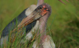 Marabou Stork (Leptoptilus crumeniferus)