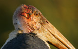 Marabou Stork (Leptoptilus crumeniferus) headshot