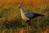 Secretary Bird (Sagittarius serpentarius) hunting