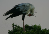 Secretary Bird (Sagittarius serpentarius) preening