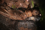 Oilbirds (Steatornis caripensis)