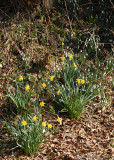 Daffodils and snowdrops.