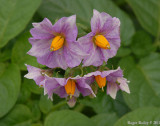 Potato Blossom.