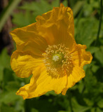 Welsh Poppy.