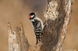 Downy Woodpecker