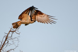 Osprey