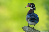 Wood Duck Drake