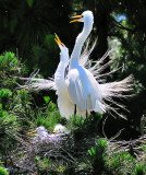 Great Egrets- homecoming