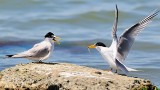 Least Terns- Courtship Food Offering