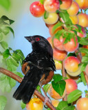 Spotted Towhee