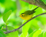 Wilsons Warbler