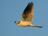 White-tailed Kite