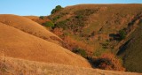 Ravine with Sycamores