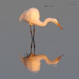 Great Egret