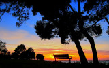 Bench under Black Acacia