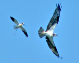 Avocet harassing Osprey