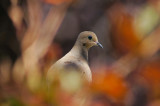 Mourning Dove