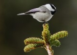 Mountain Chickadee