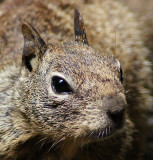 Ground Squirrel