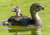 Pied-billed Grebe with Chick