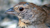 California Towhee