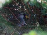 Sora in spruce tree 5-17-11 home1.jpg