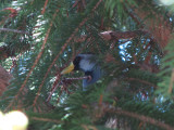 Sora in spruce tree 5-17-11 home2.jpg