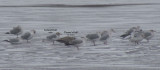 Iceland  Thayers Gulls 12-31-11 Green Lake CBC - The Inlet2.jpg