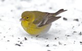 Pine Warbler 1-13-12 Dodge Co - JackBartholmai3.jpeg