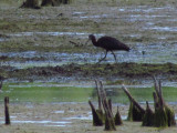 Glossy Ibis 6-7-12 wetland off Meadow Brook Rd - north of Ripon1.jpg